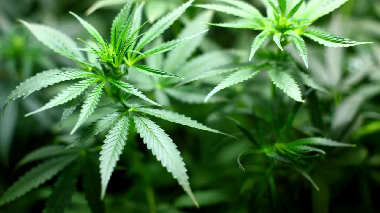 Malta devine prima ţară din Europa care permite cultivarea şi deţinerea de cannabis pentru uz personal