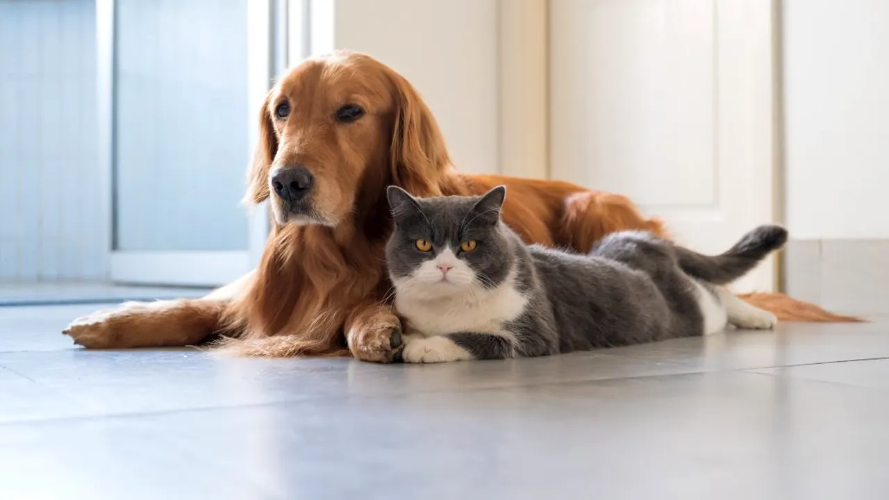 Coreea de Sud lansează un test COVID pentru pisici şi câini