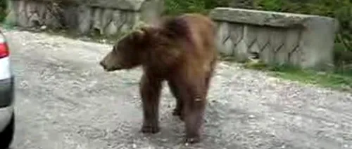 Un urs a fost împușcat de vânători în zona localității Pietroșița