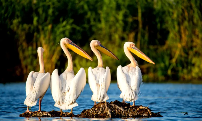 Pelicani din Delta Dunării. Sursa Foto - Shutterstock