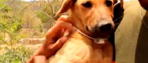Acest câine a scăpat de la moarte în ultima clipă. Sute de mii de oameni au vrut să vadă momentul în care a fost salvat