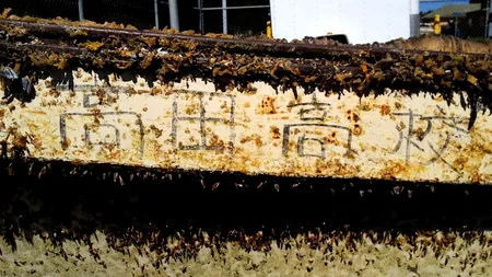 O primă epavă a tsunamiului din Japonia a atins coasta statului american California