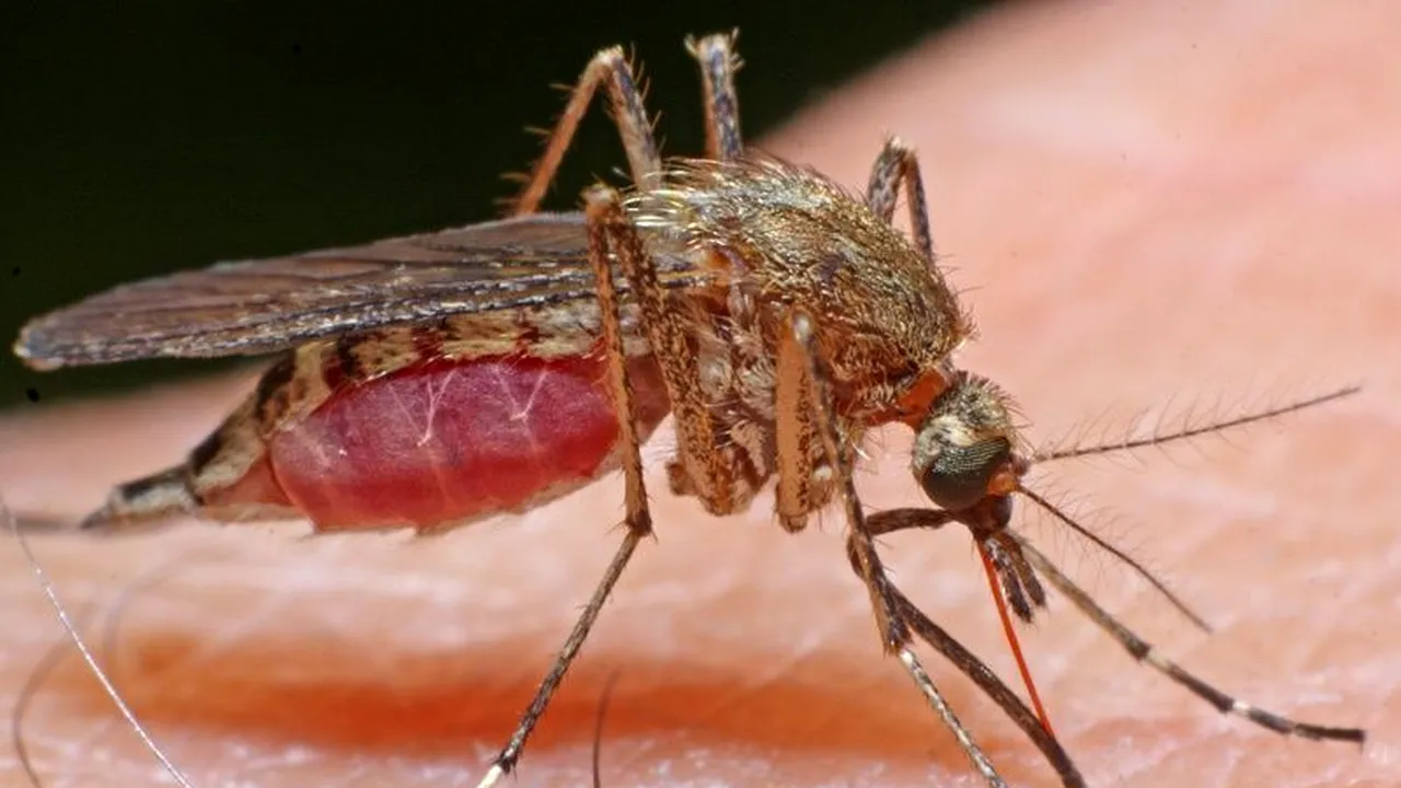 Țânțarii, arma secretă pe care voiau să o folosească naziștii în timpul războiului