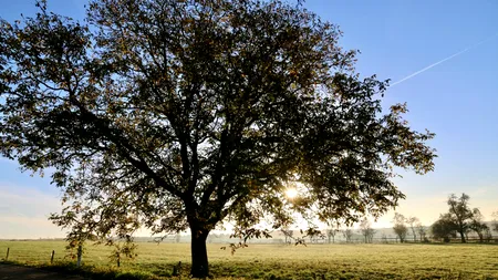 Nucul, copacul protejat de lege. De ce nu ai voie să tai nucii - ce amendă riști dacă faci așa ceva. Cum obții AUTORIZAȚIILE de care ai nevoie dacă un nuc este o amenințare
