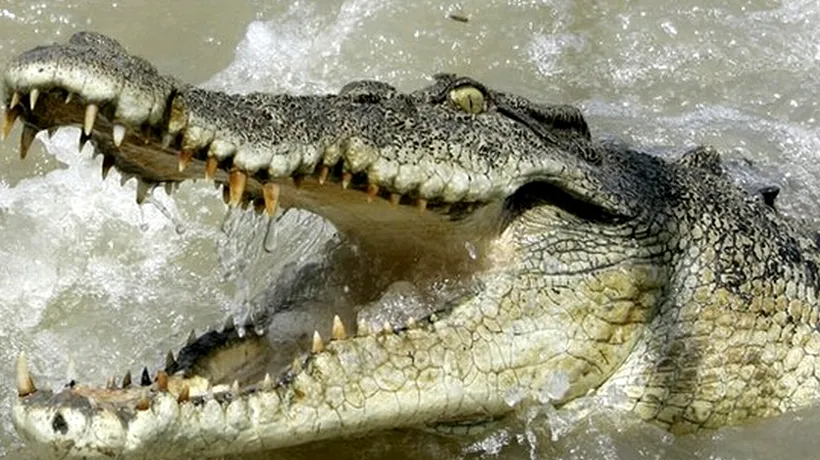 Cercetătorilor australieni nu le-a venit să creadă: cum a evoluat populația de crocodili în ultimii 30 de ani