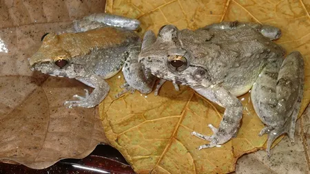 Această broască este unică în lume: ce deosebește specia ei de celelalte 6.455 de specii de broaște