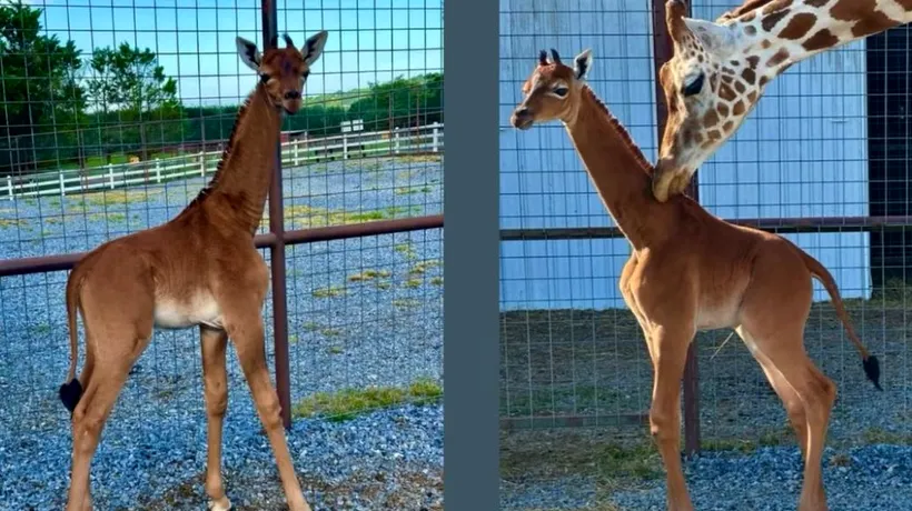 Prima girafă fără pete din lume s-a născut la o grădină zoologică din SUA