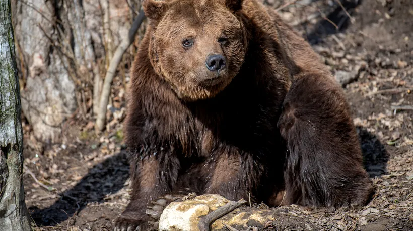 Cum a SUPRAVIEȚUIT o tânără din Sibiu întâlnirii cu un urs grizzly în sălbăticia munților Canadei. „O Doamne, e foarte aproape!”