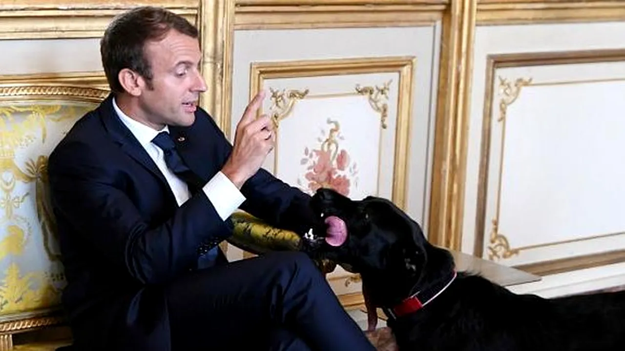 „Primul câine