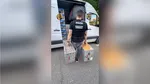 Zeci de PORUMBEI valoroși au fost furați din Belgia și ascunși în Mehedinți. Prejudiciul se ridică la 2,2 milioane de euro