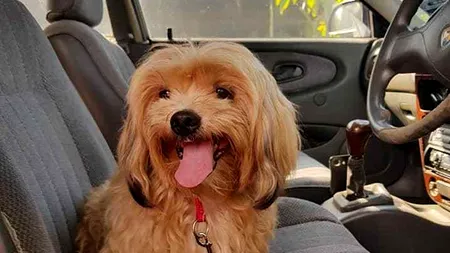 Un bărbat a început să PLÂNGĂ, după ce a găsit un câine abandonat cu un bilet prins la zgardă. Care era mesajul emoționant