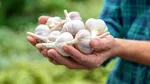 Ce se întâmplă în corpul tău când mănânci usturoi în fiecare zi