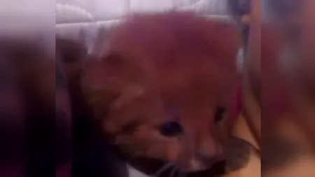 VIDEO | O adolescentă a avut un șoc când s-a dus la veterinar cu cele două „pisici
