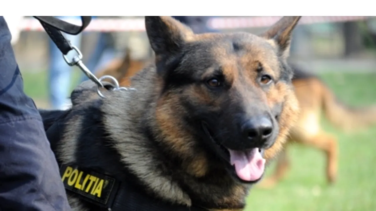 Proiect de OUG al MAI. Vela: Polițiștii vor avea dreptul să intre în orice domiciliu sau sediu, fără acordul proprietarilor, pentru a salva un animal în pericol