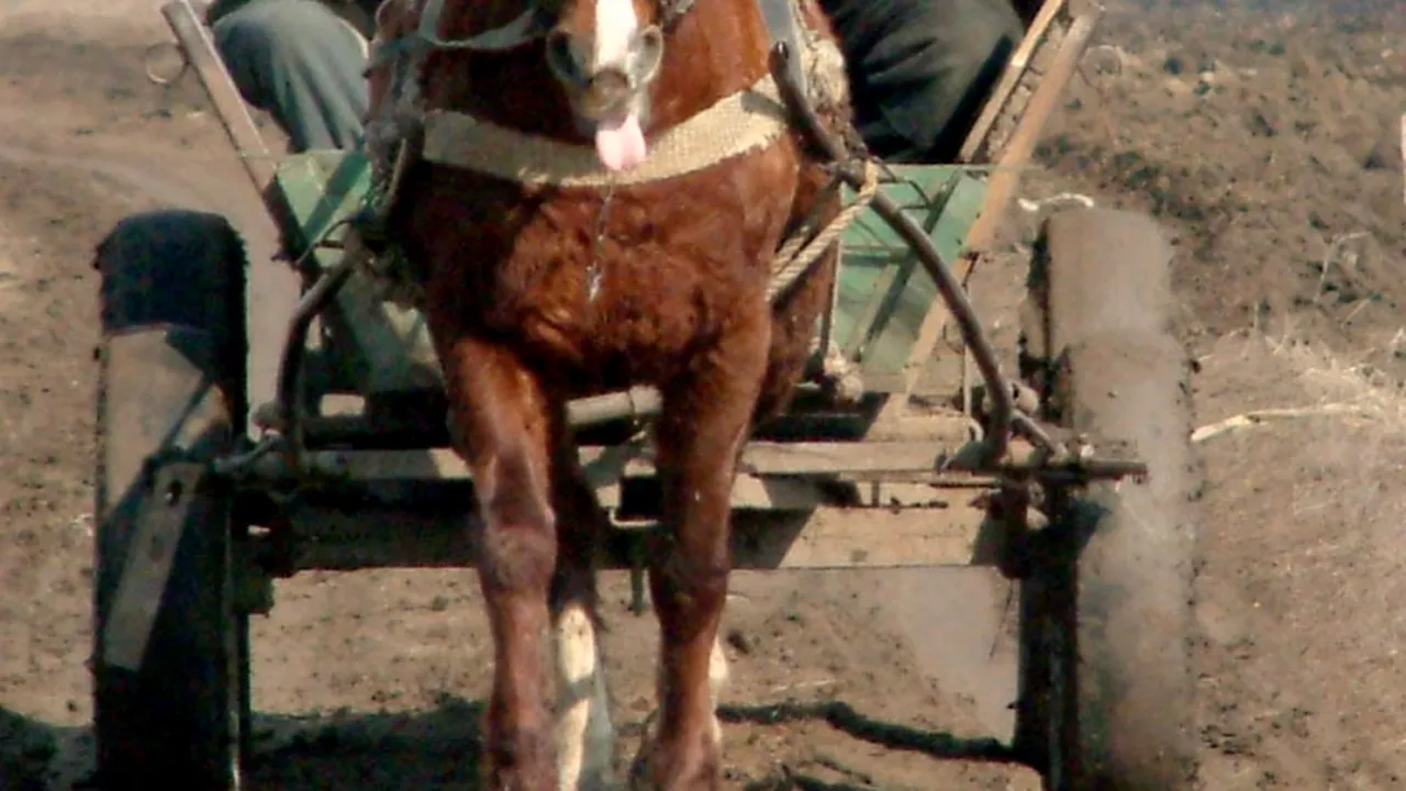 O fetiță de 2 ani din Vaslui a avut parte de o moarte groaznică