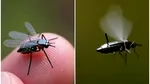 China a dezvoltat o micro-dronă de mărimea unui țânțar pentru misiuni de recunoaștere militară