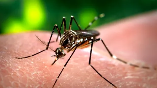 Țânțari modificați genetic, programați să distrugă virusul Zika