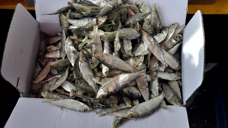 Vânzătorii de pește, sub lupa ANPC: Inspectorii au scos de la comercializare 1,6 tone de pește și au dat amenzi de 200.000 lei