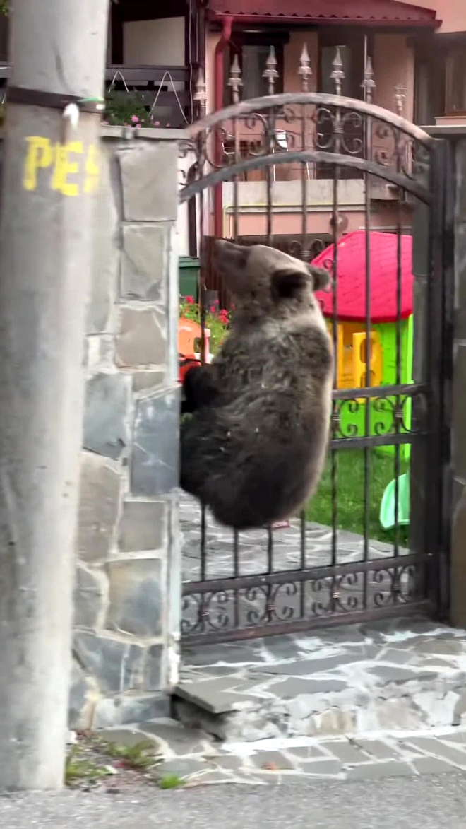 VIDEO / 3 urși au fost filmați în timp ce se săreau gardul unei case din Bușteni.