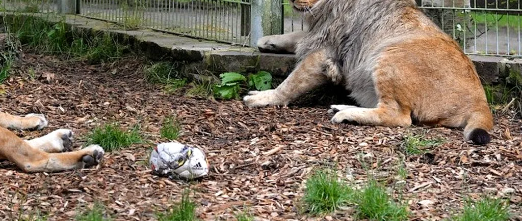 Zeci de animale au pierit în urma unui incendiu la o grădină zoologică din Germania