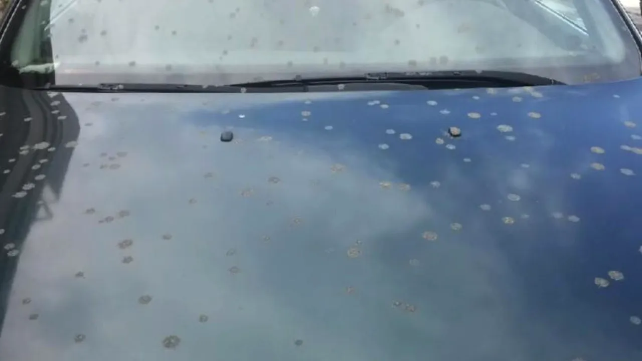 Ploaie de excremente în Canada 