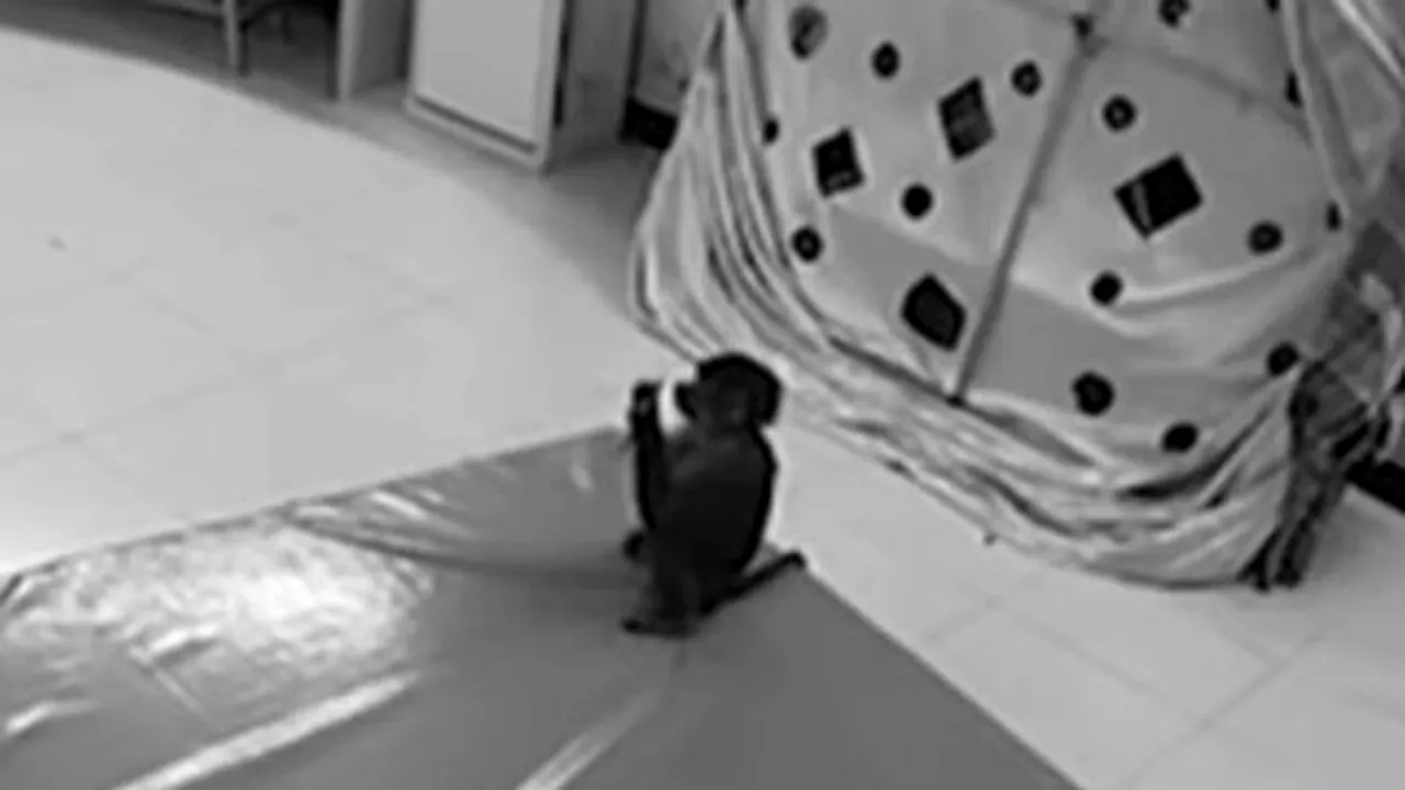 Mică, dar ingenioasă: O maimuță de la o grădină zoologică i-a furat telefonul îngrijitorului și a... - VIDEO 