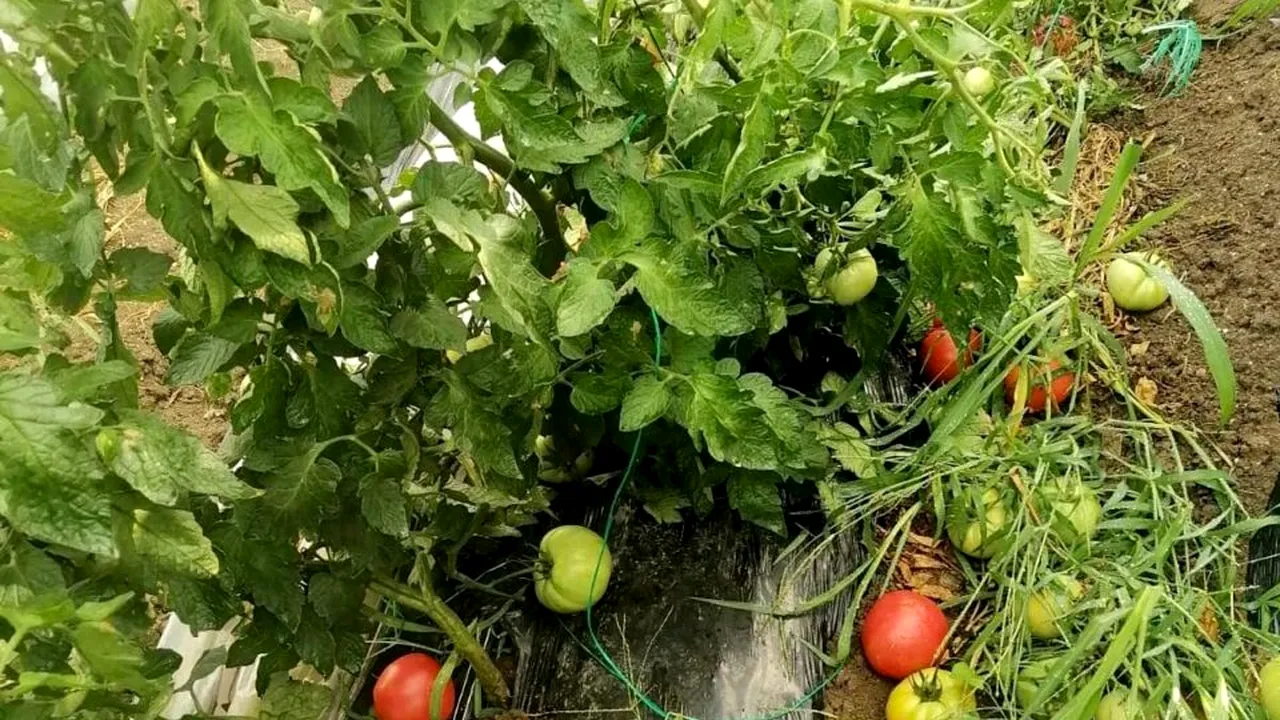 LOCUL din România unde roşiile se vând cu 1 leu kilogramul. Oamenii stau ore în șir la coadă pentru a cumpăra produse proaspete