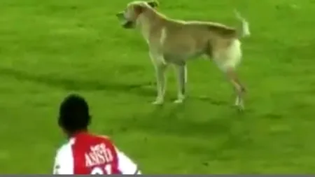 Viceprimar: Am luat toate măsurile, am mutat câinii comunitari la Stadionul Dinamo
