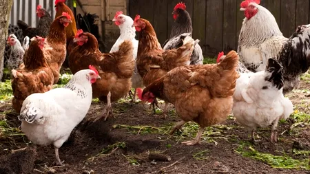 Cum vrea să îi ajute ministrul Agriculturii pe românii care vor înființa ferme familiale