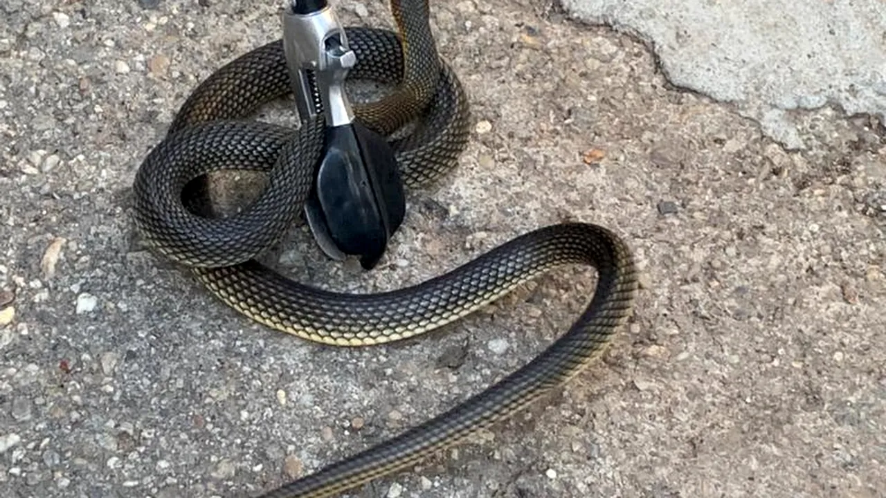 Un șarpe de doi metri, găsit într-o casă din Slatina