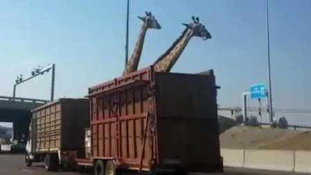 Incidentul care a stârnit REVOLTĂ pe internet: ce s-a întâmplat cu o girafă transportată într-un camion