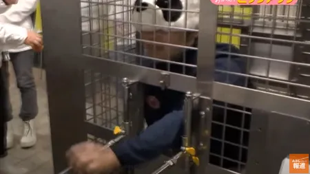 Angajații de la o grădina zoologică din Japonia se prefac că sunt urși panda și sunt hrăniți de vizitatori, după ce urșii reali s-au reîntors în China