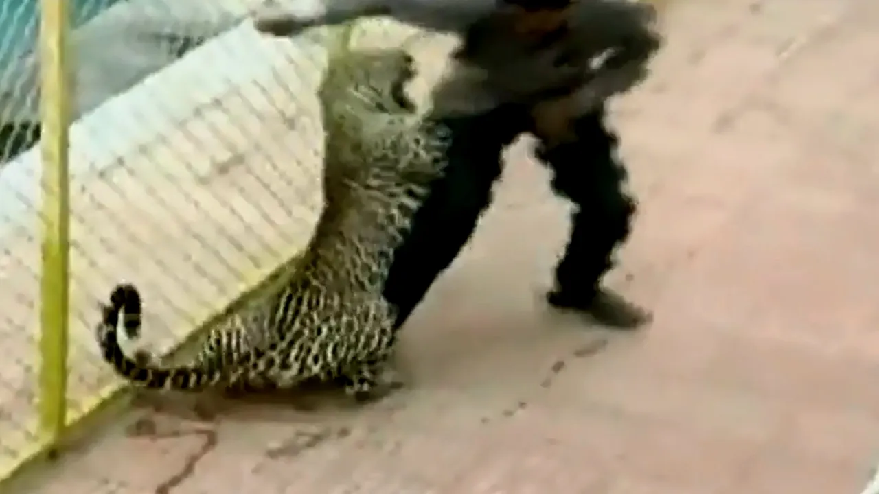 Un leopard a rănit șase persoane într-o școală din India