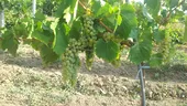 Vinul românesc și schimbările climatice