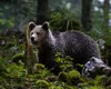 RO-Alert în două stațiuni montane din Prahova. Doi urși au coborât din pădure și au fost văzuți plimbându-se pe străzi: Evitați zona. Rămâneți în case