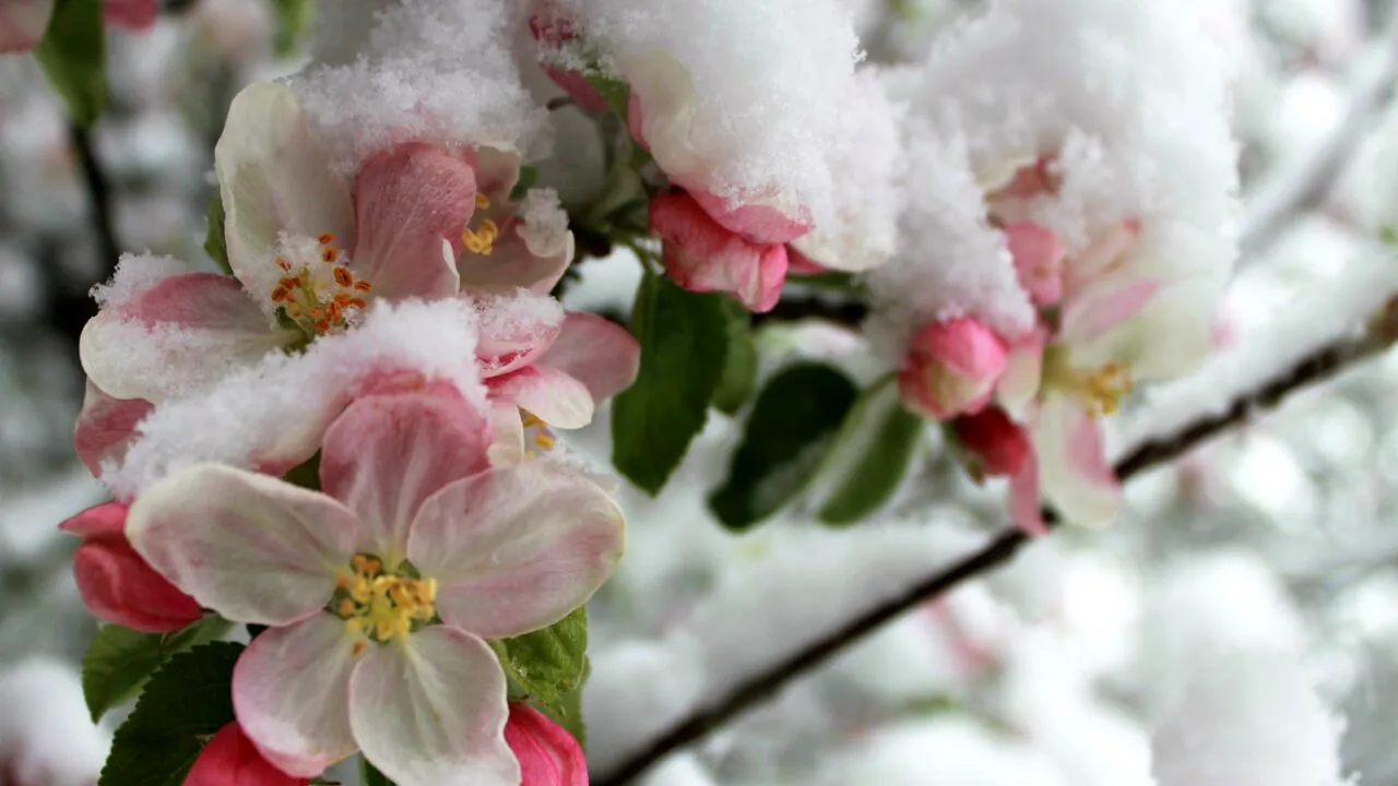 ANM a actualizat prognoza meteo. Se întorc ninsorile în România!