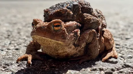 De ce se dau ai noștri cu curul de pământ