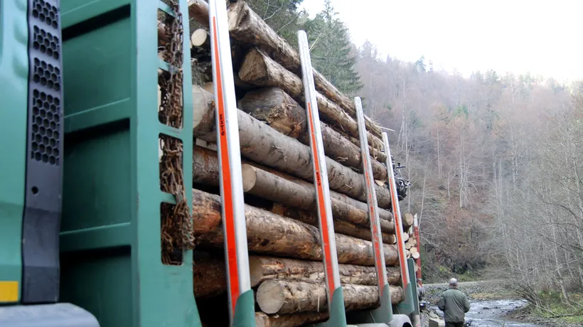 Cum a amânat „amprenta ciocanului aprobarea unei legi care pedepsește dur tăierile ilegale de arbori