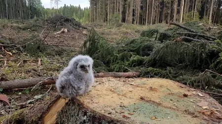 Romsilva îi CONTRAZICE pe jurnaliștii de la BBC, după difuzarea unui reportaj despre DEFRIȘĂRI: Au filmat într-o zonă unde tăierile sunt PERMISE