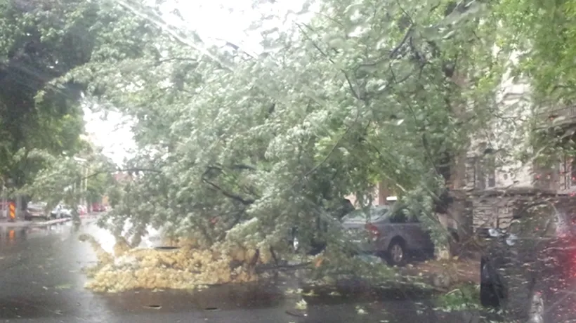 Un copac a căzut peste o mașină pe o stradă din Sectorul 1 al Capitalei