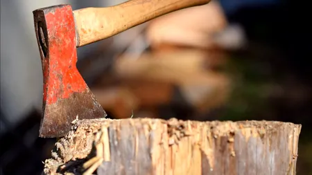 Mafia lemnului, destructurată în Harghita. Ce captură impresionantă au dat polițiștii