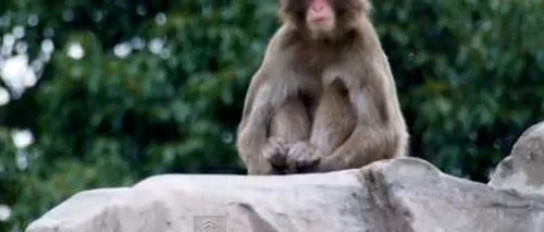 Peste 280 de persoane au participat la urmărirea unui macac răutăcios în Japonia