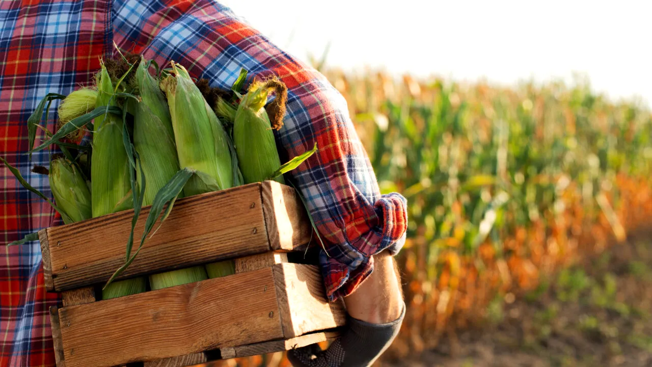 Amenzi drastice pentru cei care exploatează muncitorii sezonieri și oferă condiții inumane. Ce arată noua lege din Italia