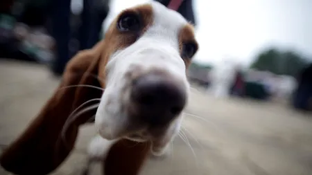  Să produci mâncare pentru câini poluează mai mult decât mașinile 