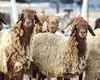 Caz șocant. Un român din Germania sacrifica oi într-un apartament închiriat. Uluitor de unde erau furate oile