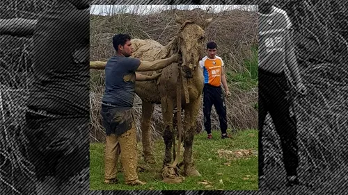 Imagini emoționante: Un cal căzut într-un canal, salvat de pompierii din Sibiu