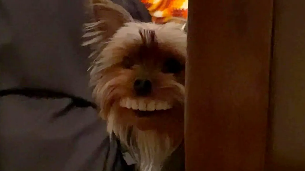 HAZLIU. Imagini nostime cu un câine care a fost prins purtând proteza dentară a stăpânului - VIDEO