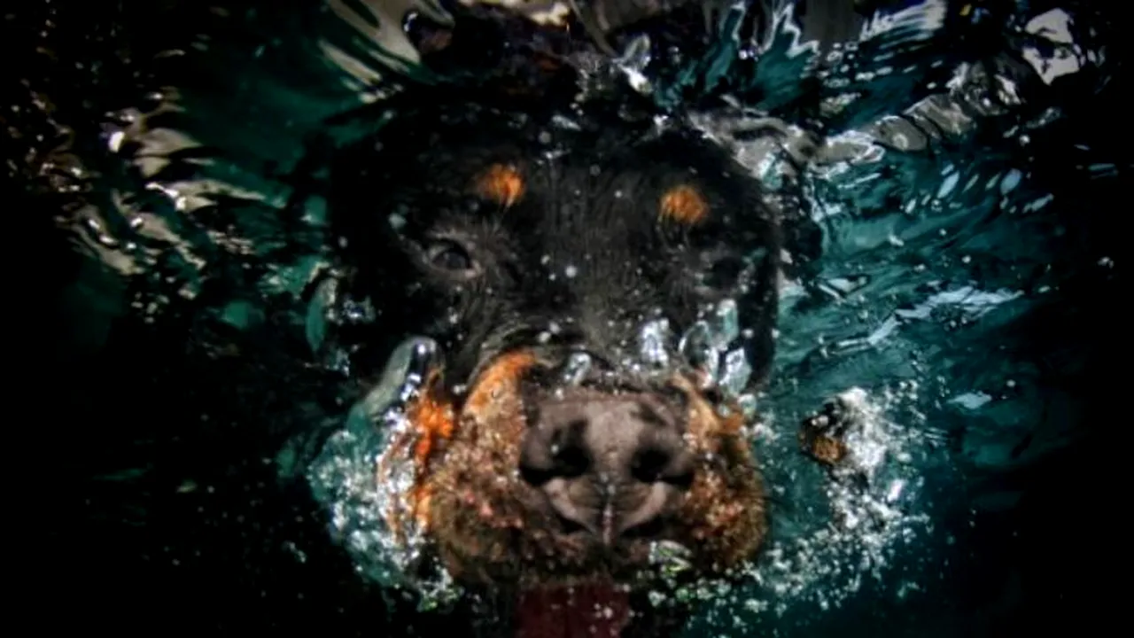 Aceștia sunt cei mai frumoși câini din Marea Britanie. GALERIE FOTO