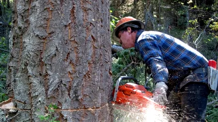 PNL: Prin Codul Silvic, PSD vrea să scoată 1,2 milioane de hectare de pădure din fondul forestier 
