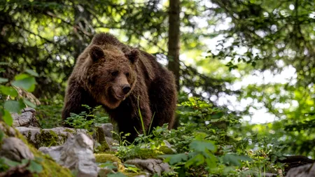 Țara europeană care a aprobat vânzarea de carne de URS. Măsura a provocat revoltă în rândul iubitorilor de animale